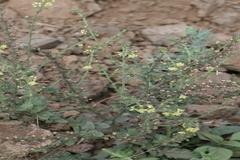 Verbascum chinense